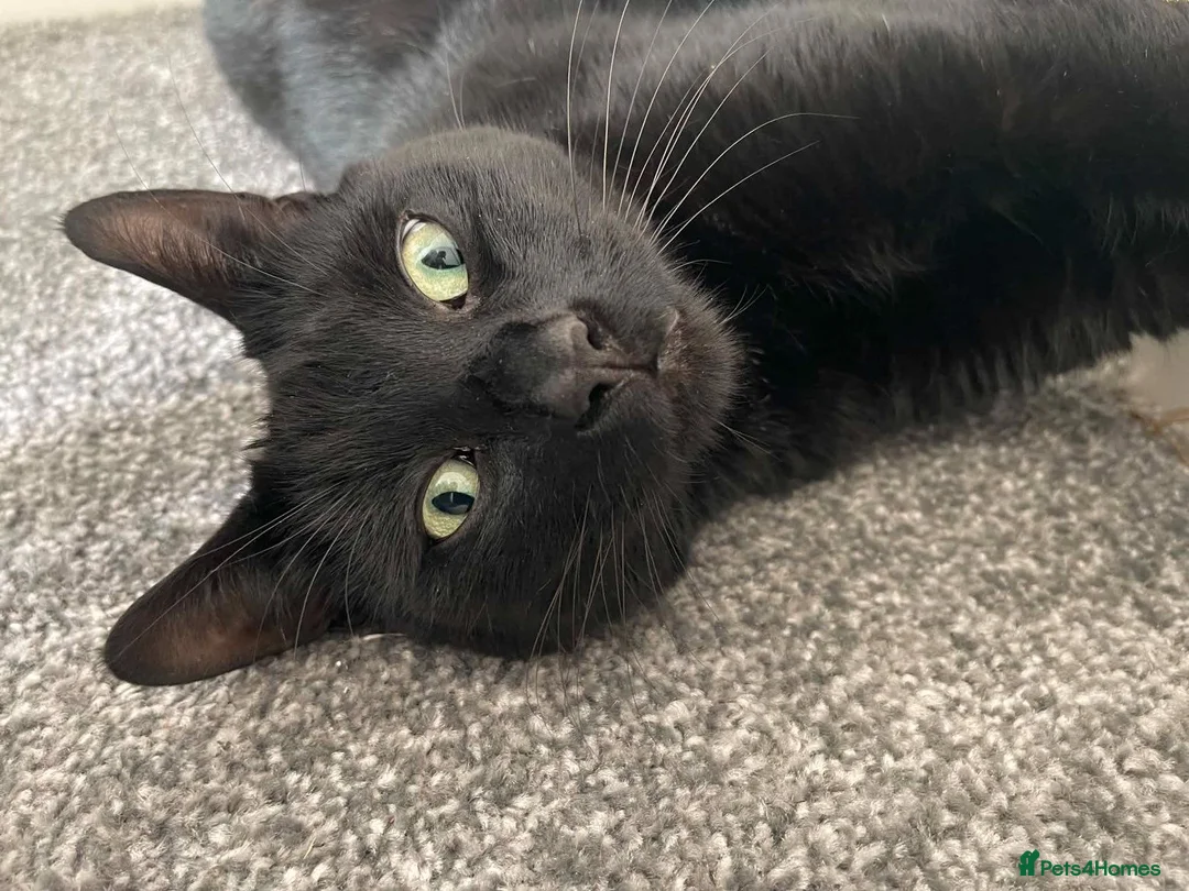Mixed Breed cats for sale: Two boys aged 3 and 4 need loving homes in Wakefield - Advert 1