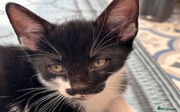 Domestic Shorthair cats for sale: Beautiful friendly Kittens  - Image 26