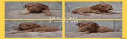 Labradoodle dogs for sale: READY to leave - Miniature F1b Labradoodles - Advert 13