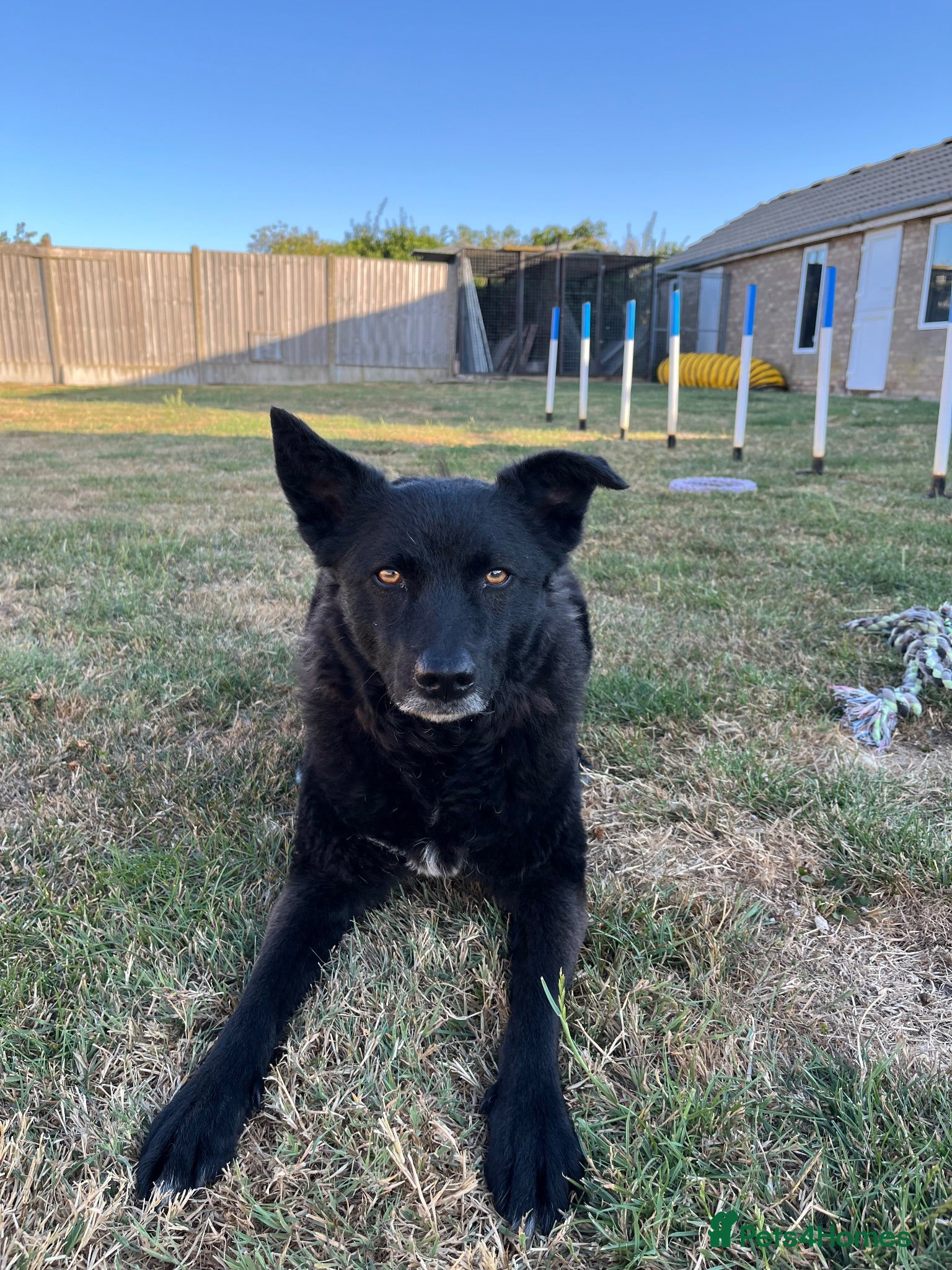Mixed Breed dogs Jasmine - loving playmate wanted  - Advert 1