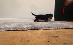 Airedale Terrier dogs for sale: Champion Coralita Airedale puppies  - Image 6