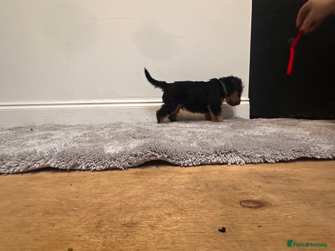 Airedale Terrier dogs for sale: Champion Coralita Airedale puppies  - Image 6