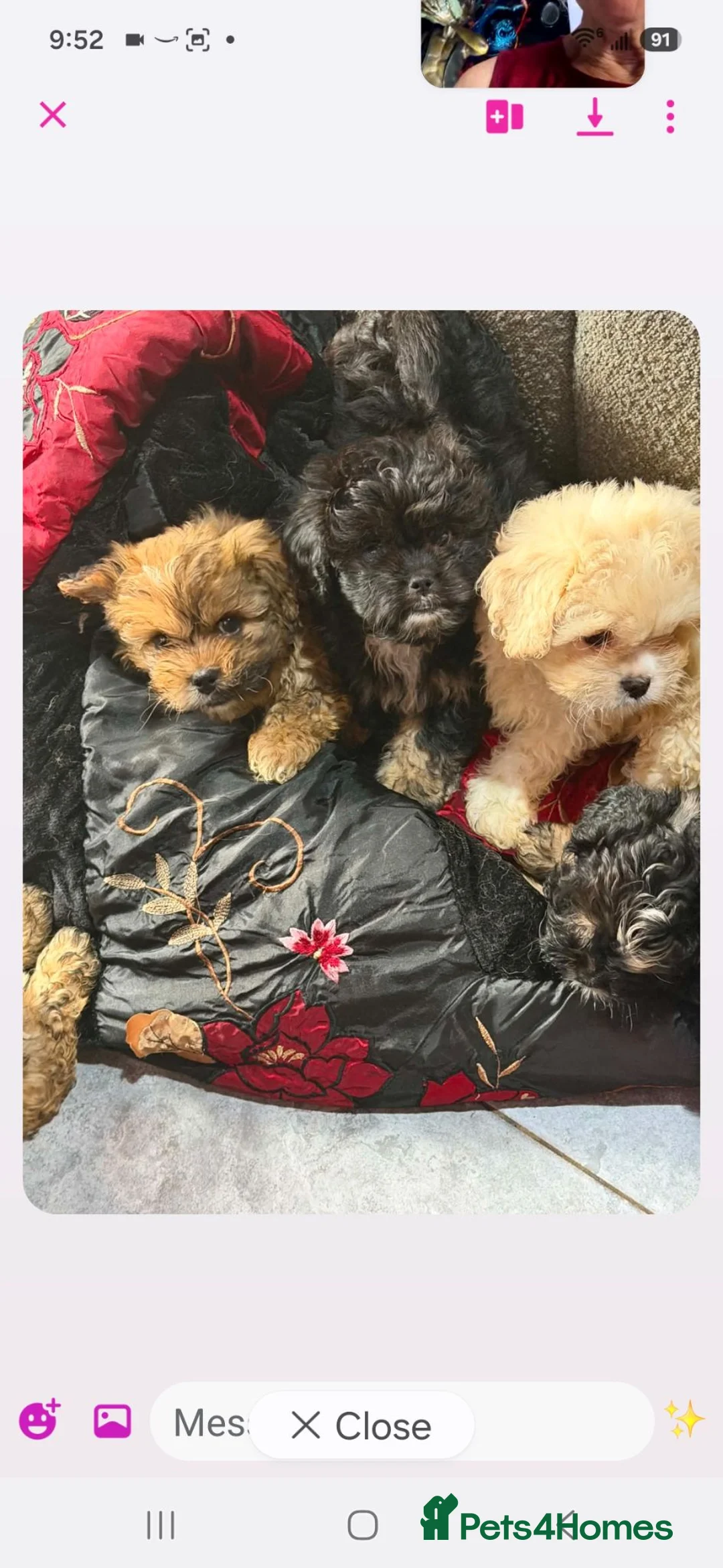 Mixed Breed dogs for sale: Stunning Peekapoo puppies in Brechin - Advert 2