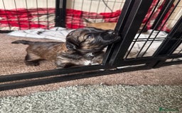 Shihpoo dogs for sale: 4 shihpoo males  in Telford - Image 11