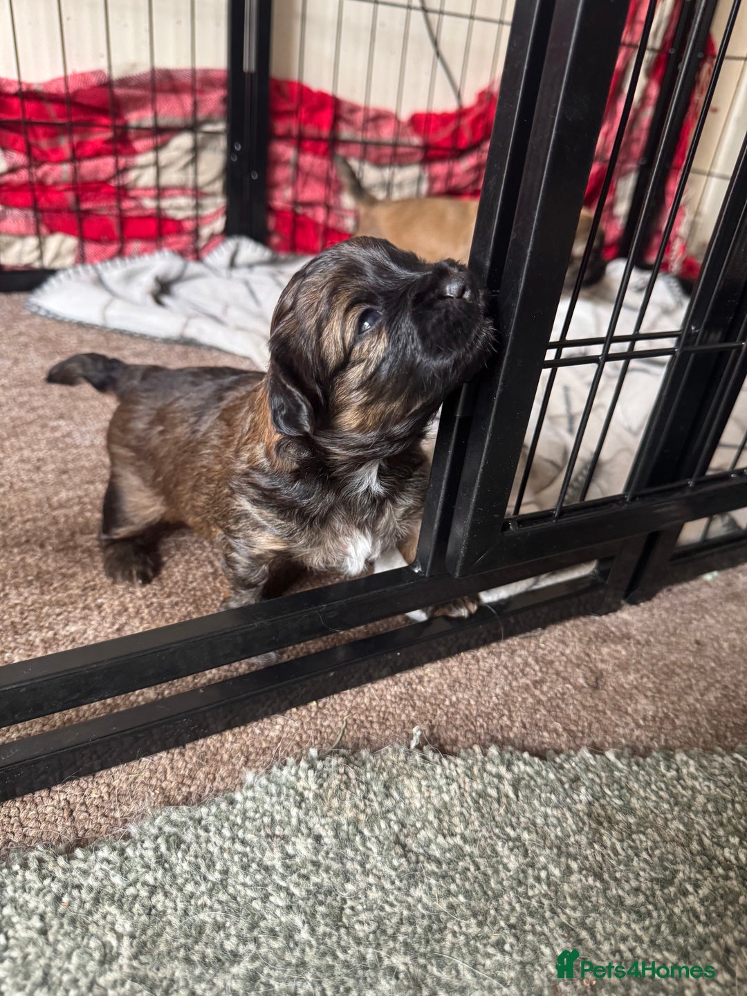 Shihpoo dogs for sale: 4 shihpoo males  in Telford - Image 11