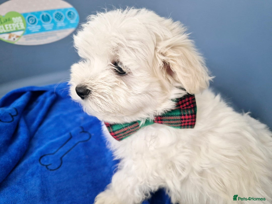 Maltese dogs for sale: Maltese - Image 4