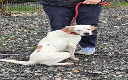 Mixed Breed dogs for adoption: JONNY - Image 1