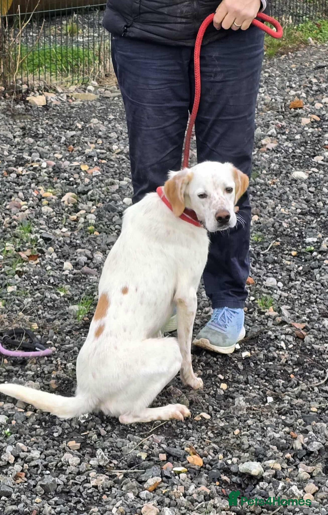 Mixed Breed dogs for adoption: JONNY - Image 1