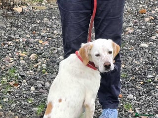 Mixed Breed dogs for adoption - Advert 2