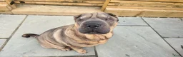 Mixed Breed dogs for sale: Shepard Peis - Advert 6
