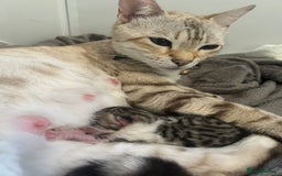 Bengal cats for sale: Bengal Calico kittens  - Image 12