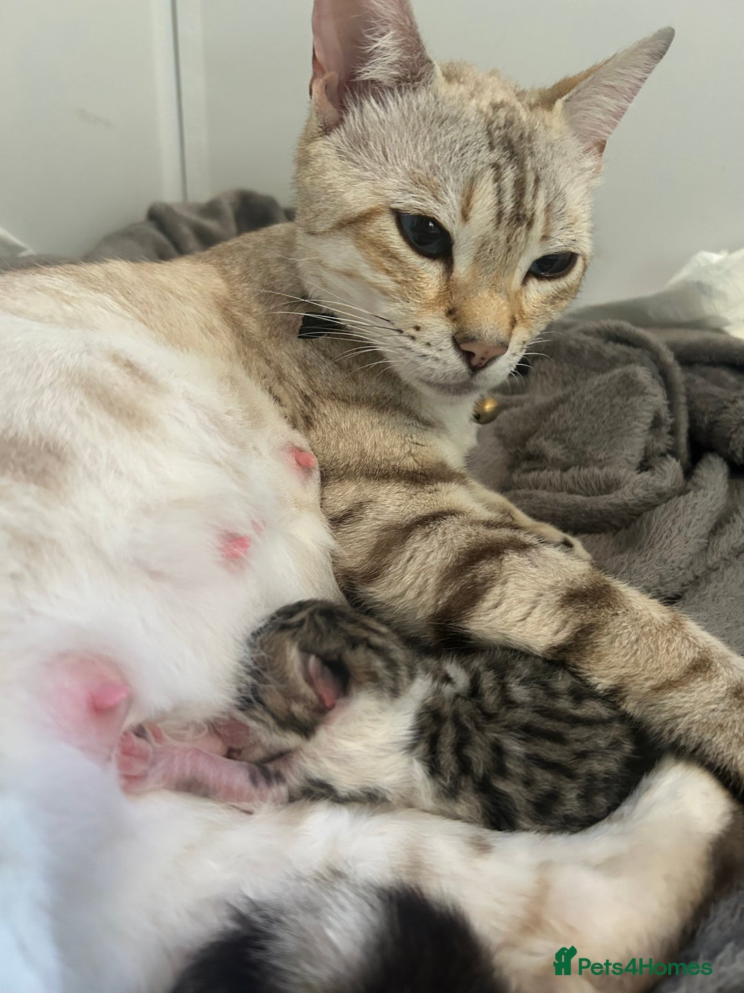 Bengal cats for sale: Bengal Calico kittens  - Image 12