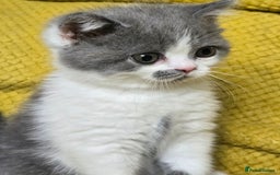 British Shorthair cats for sale: READY NOW GCCF reg BSH kittens - Image 29