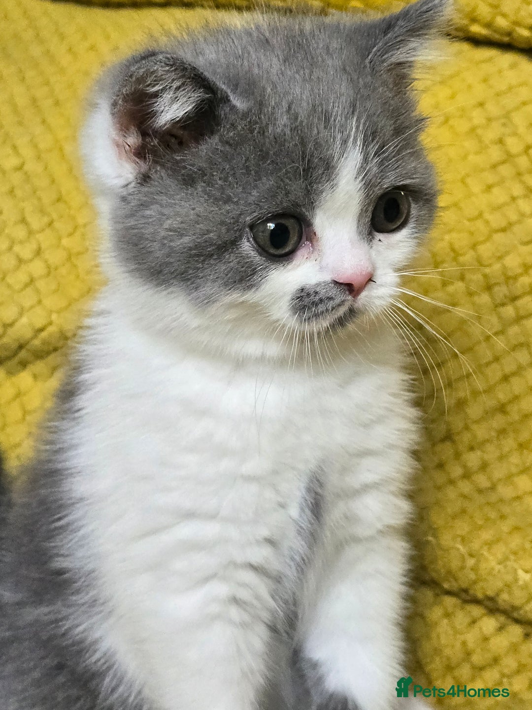 British Shorthair cats for sale: READY NOW GCCF reg BSH kittens - Image 29