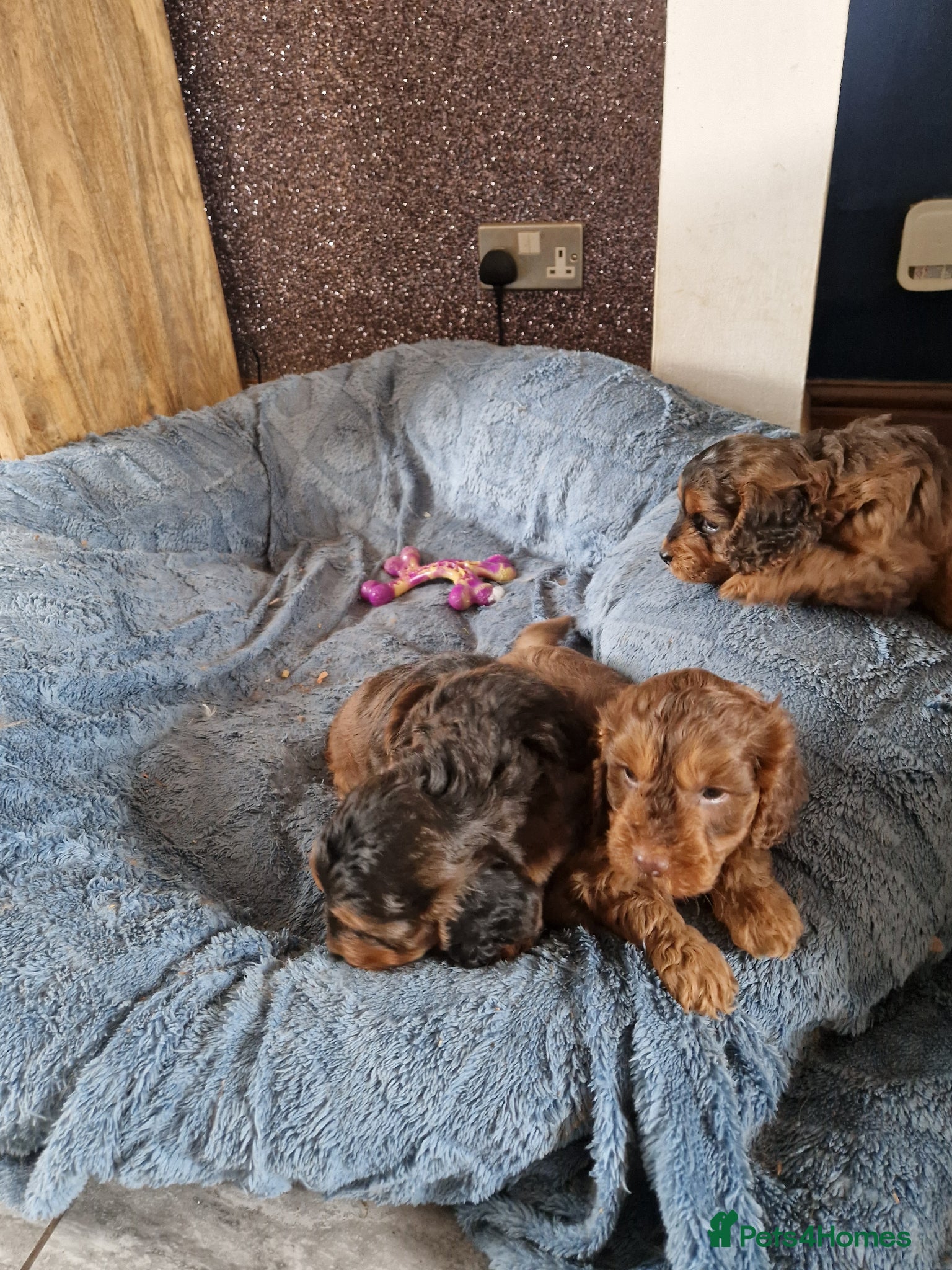 Cockapoo dogs for sale: RED AND SABLE F1 COCKAPOOS FOR SALE - Advert 3