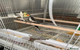 Cockatiels birds for sale: Birds Cockatiel  - Image 8