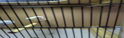 Canaries birds for sale: Canarys  in Kettering - Advert 7