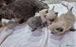 Ragdoll cats for sale: 4 ragdolls ready to leave now  - Image 18