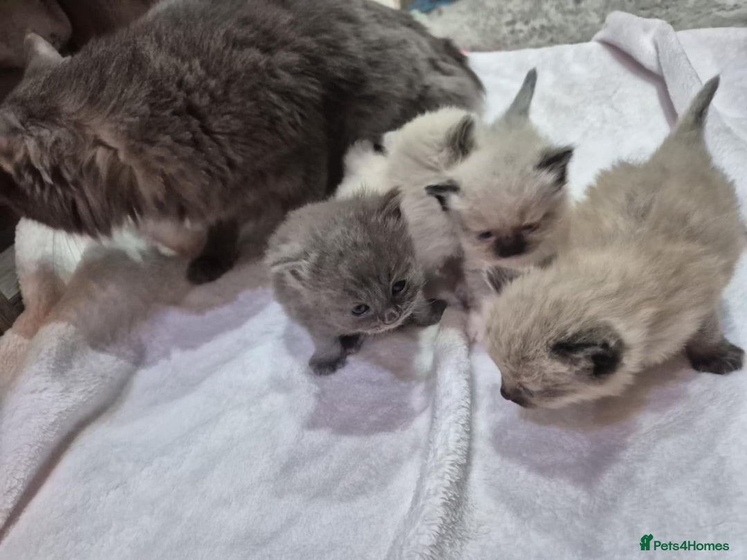 Ragdoll cats for sale: 4 ragdolls ready to leave now  - Image 18