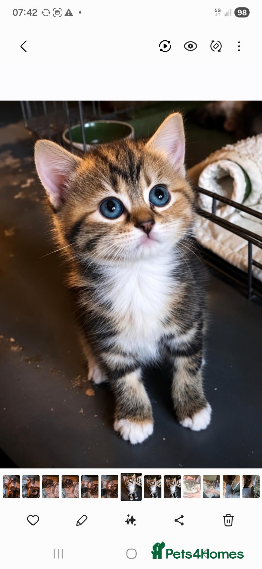 British Shorthair cats  BEAUTIFUL BRITISH SHORT HAIR KITTENS FOR SALE - Advert 1