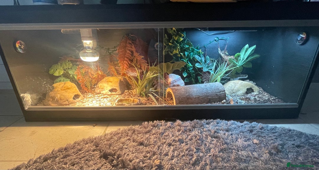 Leopard Gecko reptiles for sale: Pair of albino leopard geckos and complete setup. - Image 5