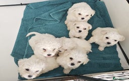 Bichon Frise dogs for sale: Bichon Frise puppies for sale READY NOW - Image 1
