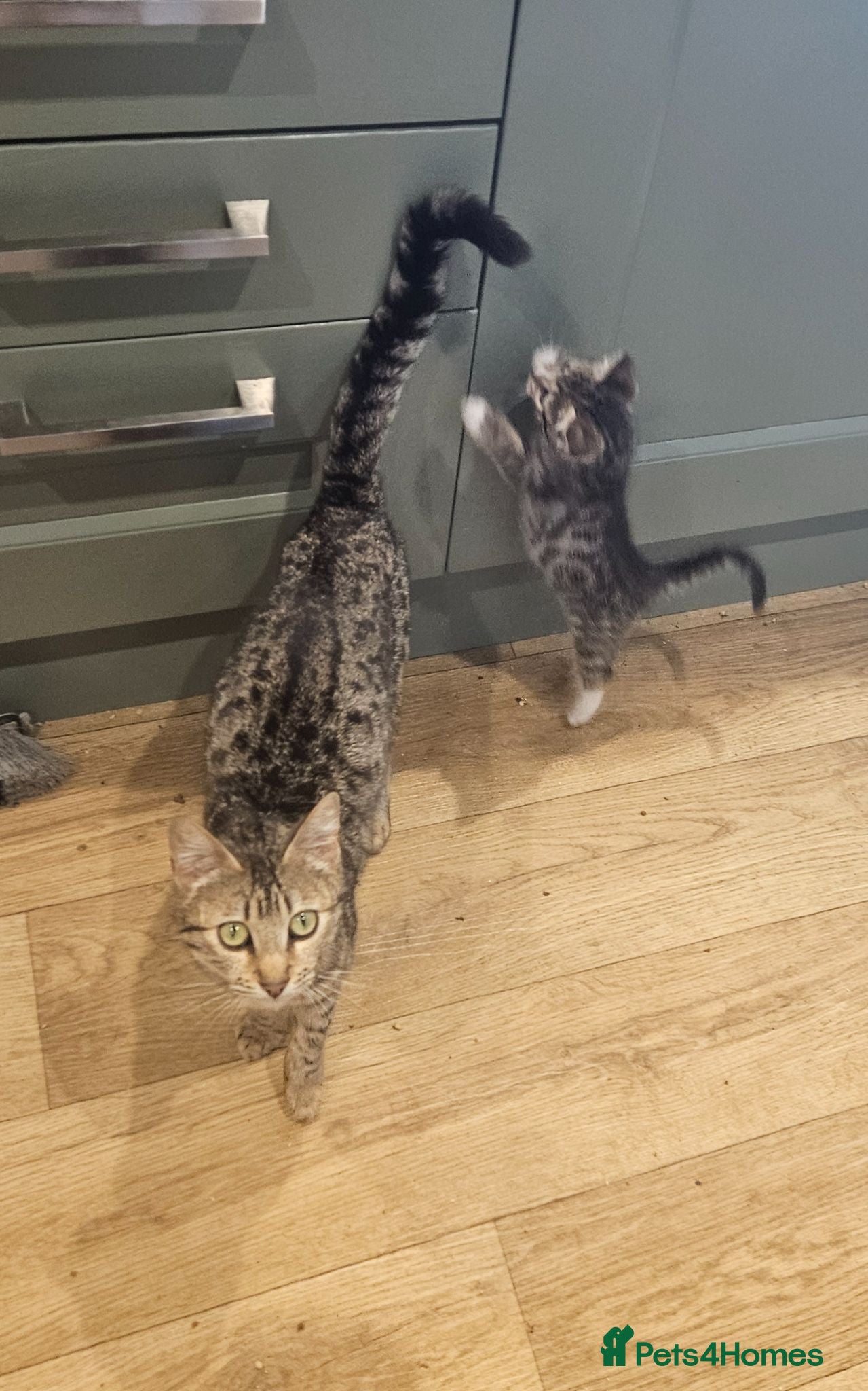 Mixed Breed cats 2 kittens ready for homes  - Advert 1