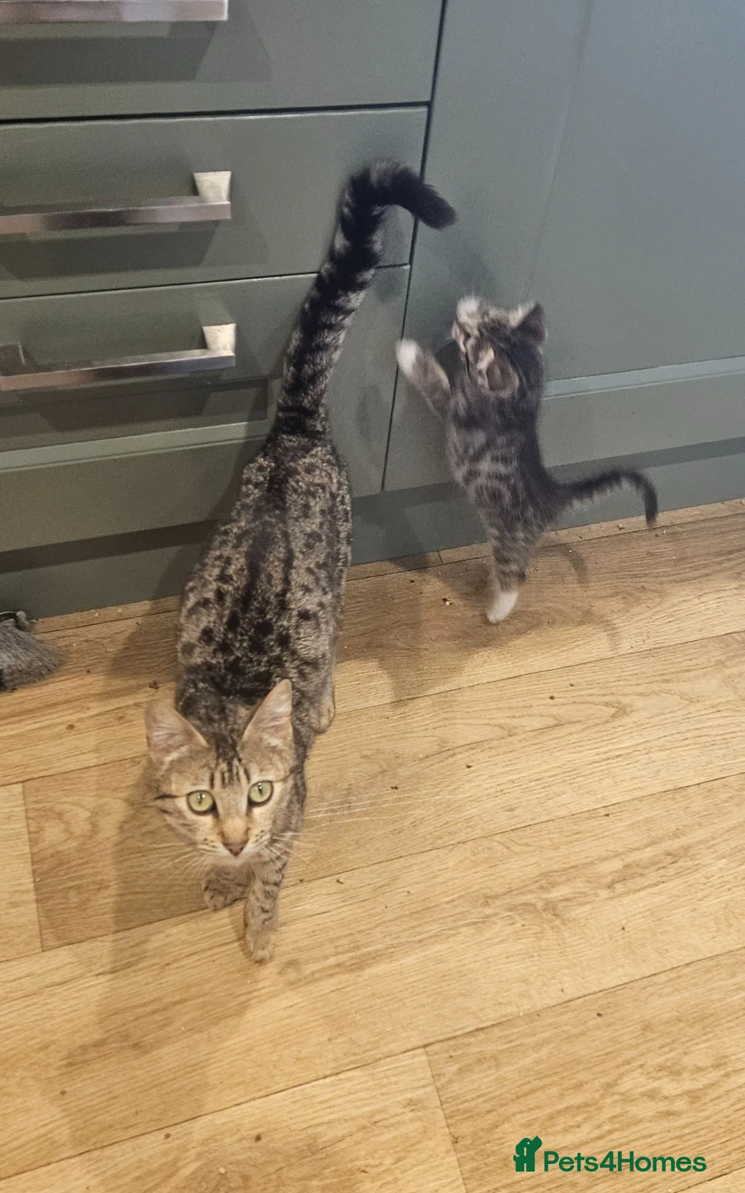 Mixed Breed cats for sale: 2 kittens ready for homes  in Brackley - Advert 1