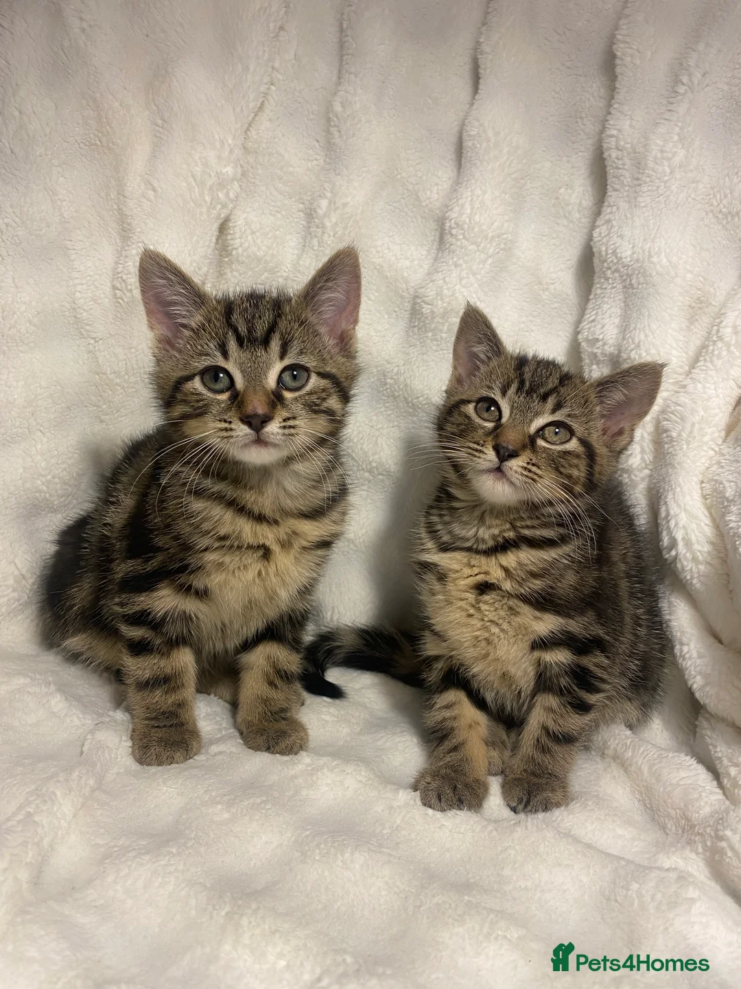 Mixed Breed cats for sale: 2 Adorable Kittens Awaiting Their Forever Home🏡 - Advert 1