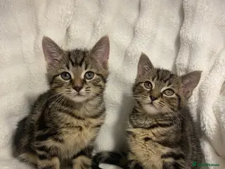 Mixed Breed cats 2 Adorable Kittens Awaiting Their Forever Home🏡 - Advert 2