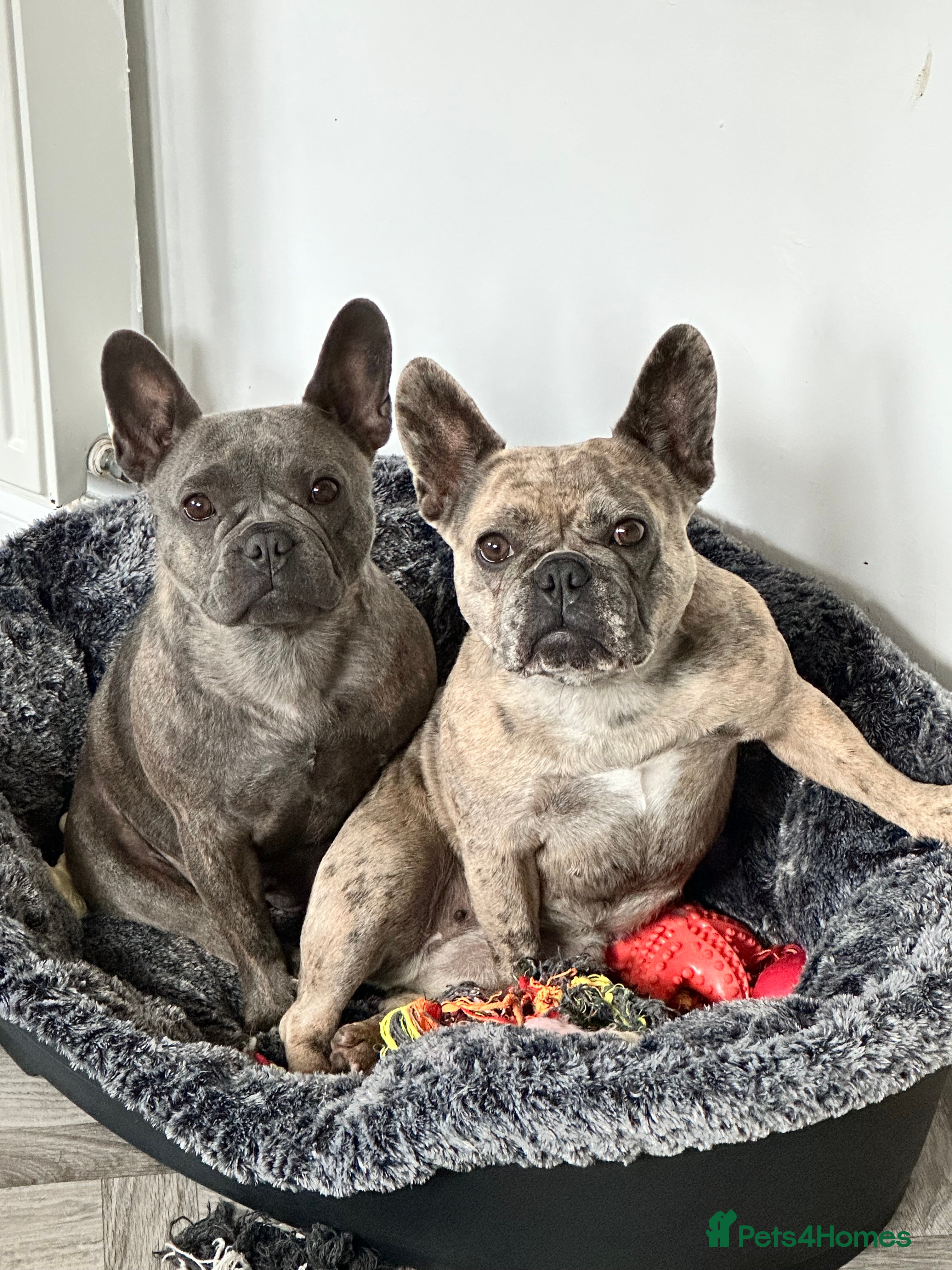 French Bulldog dogs Dottie & Bow  - Advert 3