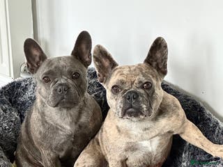 French Bulldog dogs Dottie & Bow - Advert 3