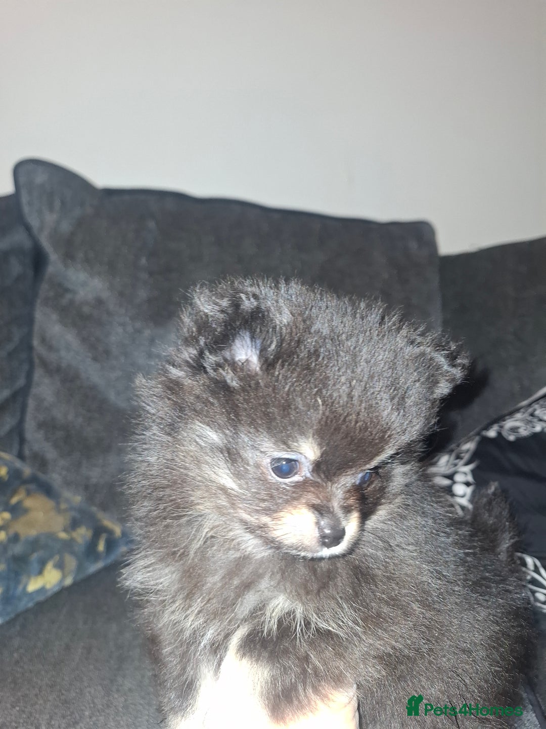 Pomeranian dogs for sale: Ready to leave last blk & tan & wlf sable boy - Advert 12