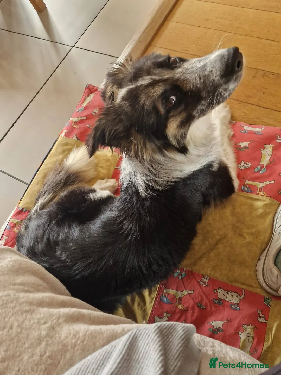 Mixed Breed dogs for adoption: Astor, currently residing in East Sussex in Hailsham - Advert 2