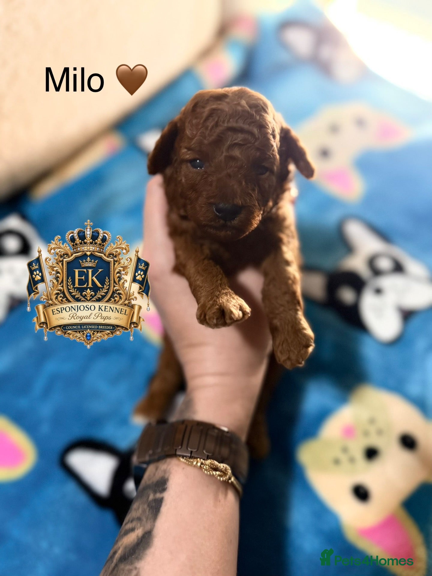 Toy Poodle dogs 5⭐️licensed ESPONJOSO tiny Half Asian Toy Poodle👑 - Advert 4