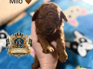 Toy Poodle dogs 5⭐️licensed ESPONJOSO tiny Half Asian Toy Poodle👑 - Advert 4