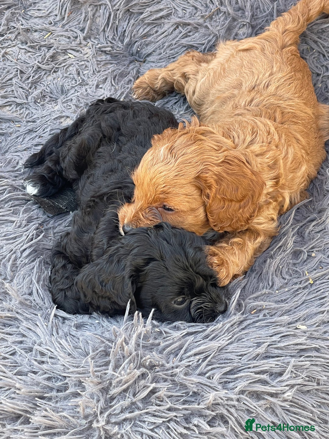 Cavapoo dogs for sale: Adorable Healthy Cavapoo Puppies  - Image 8