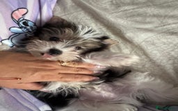 Yorkshire Terrier dogs for sale: Yorkshire terrier  - Image 1