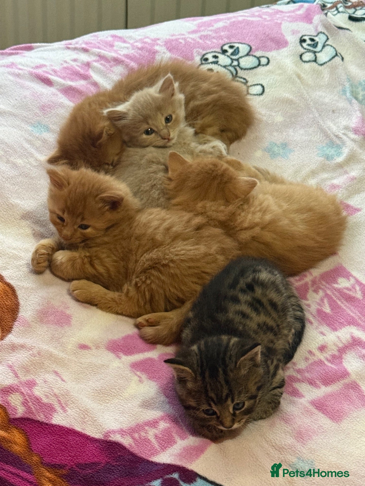 Mixed Breed cats Beautiful kittens available  - Advert 2