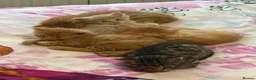 Mixed Breed cats for sale: Beautiful kittens available  - Advert 2