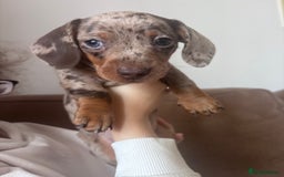 Miniature Dachshund dogs for sale: Kc reg miniature dachshund  - Image 17