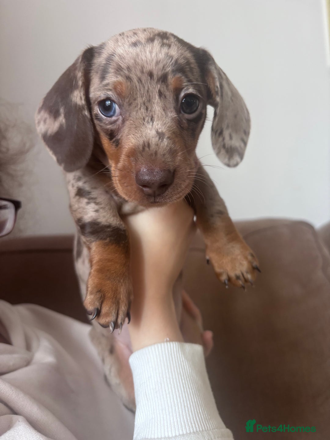 Miniature Dachshund dogs for sale: Kc reg miniature dachshund  - Image 17