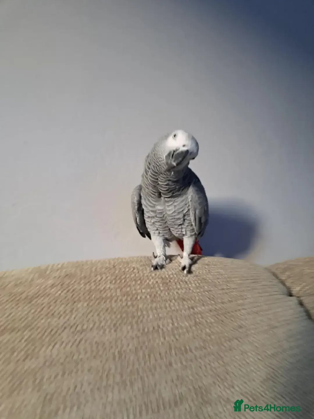 Parrots birds for sale: 2 year old African Grey - Advert 3