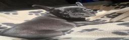 French Bulldog dogs for sale: French Bulldog puppies Ready 11th April - Advert 2