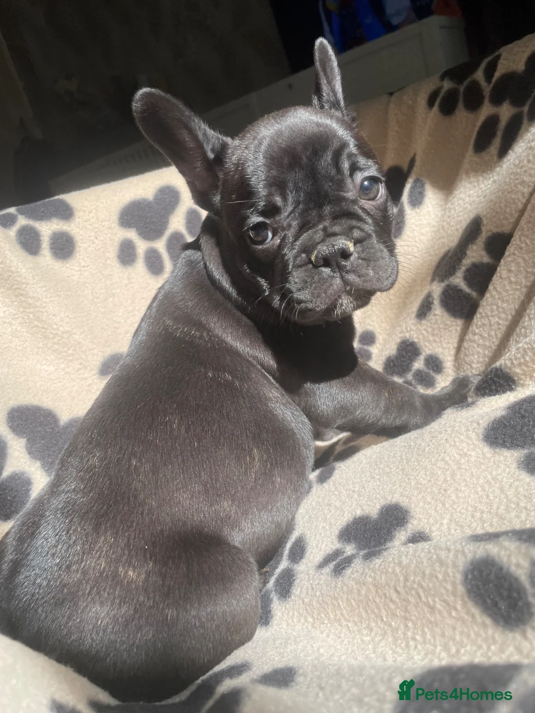 French Bulldog dogs for sale: French Bulldog puppies Ready 11th April - Advert 2