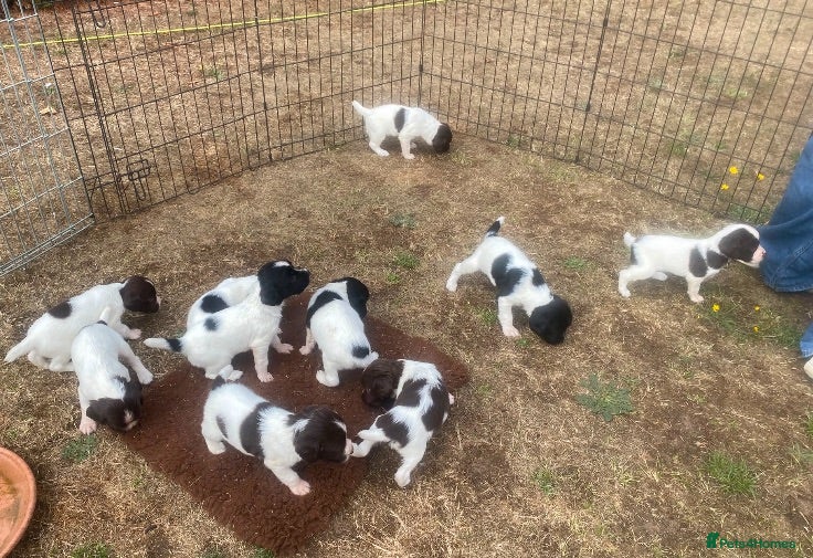 English Springer Spaniel dogs IR FTCH Sired springer spaniel puppies  - Advert 2
