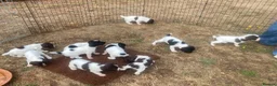 English Springer Spaniel dogs for sale: IR FTCH Sired springer spaniel puppies  in Swaffham - Advert 4
