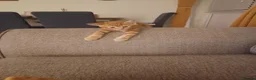 Mixed Breed cats for sale: 4 adorable kittens  - Advert 3