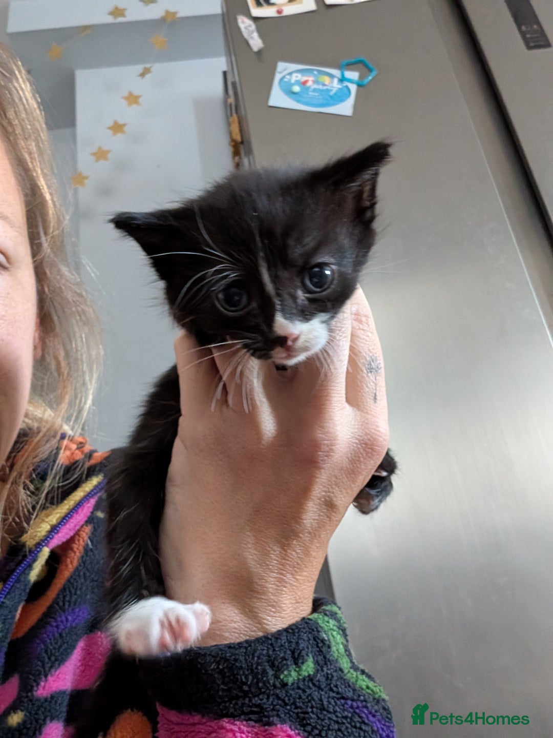 Domestic Shorthair cats for sale: 2 kittens left! - Image 2