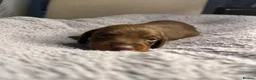 Miniature Dachshund dogs for sale: Miniature Dachshund KC Reg Puppies - Advert 12